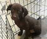 Small Labrador Retriever