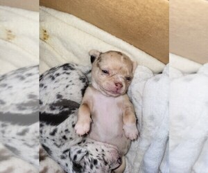 Chihuahua Puppy for sale in BLUE RIVER, WI, USA