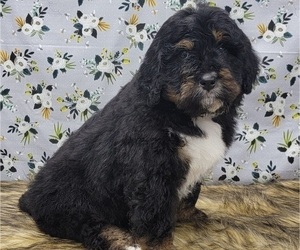 Bernedoodle Puppy for Sale in BLAKESBURG, Iowa USA