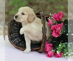 Small #2 Golden Irish