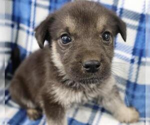 Mutt Dogs for adoption in Thief River Falls, MN, USA