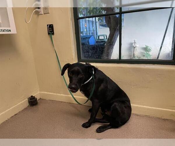 Medium Photo #1 Mutt Puppy For Sale in Pasadena, CA, USA