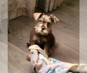 Schnauzer (Miniature) Puppy for sale in FORT MYERS, FL, USA
