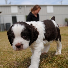 English Springer Spaniel Puppy for sale in SIMPSONVILLE, SC, USA