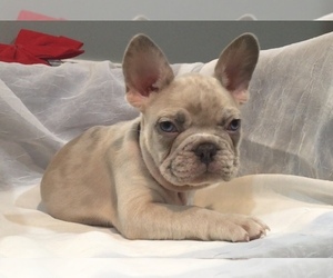 French Bulldog Puppy for sale in JOHNS CREEK, GA, USA
