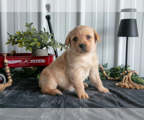 Medium Photo #1 Golden Labrador Puppy For Sale in BEACH CITY, OH, USA