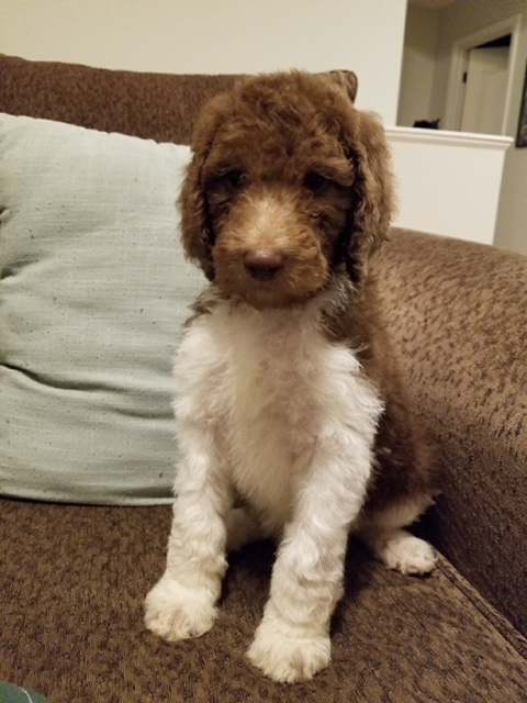 Medium Photo #1 Poodle (Standard) Puppy For Sale in OZARK, MO, USA