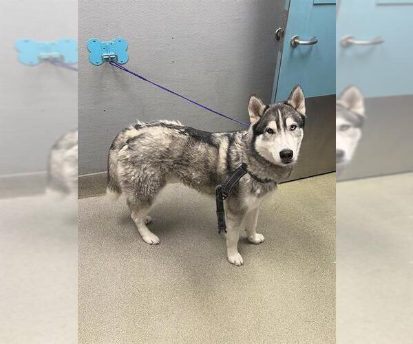 Medium Photo #1 Siberian Husky-Unknown Mix Puppy For Sale in Las Vegas, NV, USA