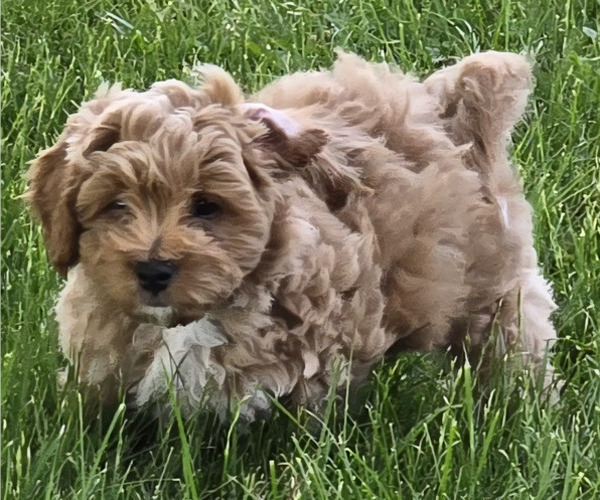 Medium Photo #5 Cavapoo Puppy For Sale in BATESVILLE, IN, USA