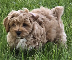 Small Photo #5 Cavapoo Puppy For Sale in BATESVILLE, IN, USA