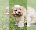 Small Photo #3 Cocker Spaniel Puppy For Sale in TERRY, MS, USA