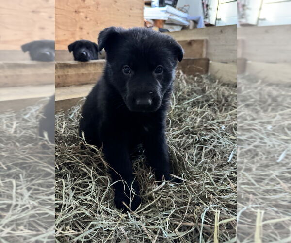 Medium Photo #2 German Shepherd Dog Puppy For Sale in Brewster, NY, USA