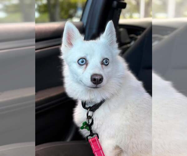Medium Photo #1 Canadian Eskimo Dog Puppy For Sale in Pompano Beach , FL, USA