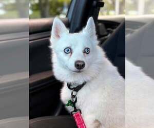 Canadian Eskimo Dog Dogs for adoption in Pompano Beach , FL, USA