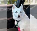 Tundra - Female Canadian Eskimo Dog Dog for Adoption - Small photo