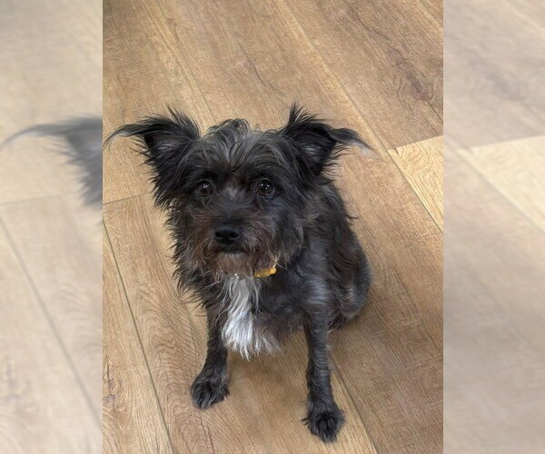 Medium Photo #2 Miniature Schnauzer-Unknown Mix Puppy For Sale in Fort Wayne, IN, USA