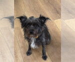 Small #1 Miniature Schnauzer Mix