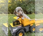 Small #3 Dachshund