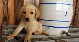 Labrador Retriever Puppy for sale in HARRISON, AR, USA