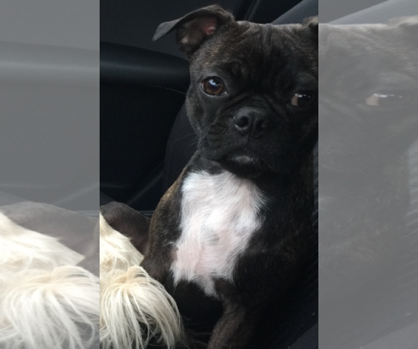 Medium Photo #2 Buggs Puppy For Sale in Mission Viejo, CA, USA