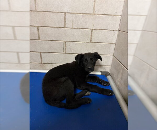 Medium Photo #1 Border Collie-Unknown Mix Puppy For Sale in Stockton, CA, USA