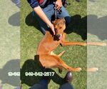 Small #2 Black Mouth Cur-Rhodesian Ridgeback Mix
