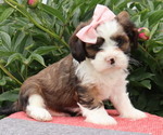 Puppy Freya Cava-Tzu