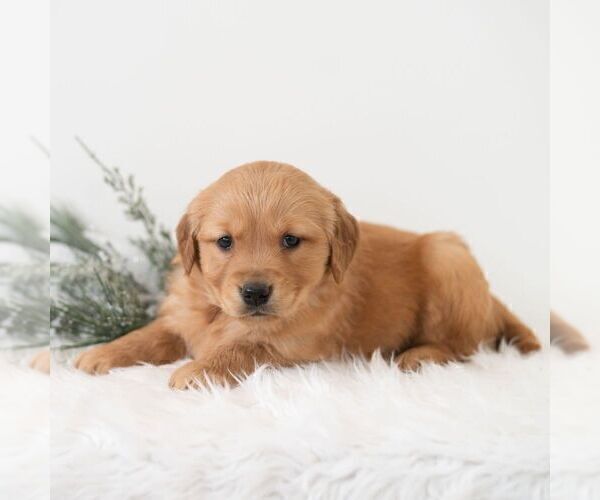 Medium Photo #4 Golden Retriever Puppy For Sale in NEWPORT, PA, USA