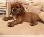 Small Photo #11 Cavalier King Charles Spaniel Puppy For Sale in LAKELAND, FL, USA