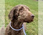 Small #6 Labradoodle