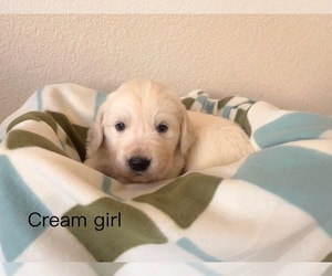 Golden Retriever Puppy for Sale in AURORA, Colorado USA