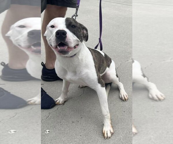 Medium Photo #1 American Bulldog Puppy For Sale in Mooresville, NC, USA