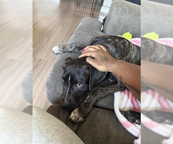 Medium Photo #1 American Staffordshire Terrier-Unknown Mix Puppy For Sale in San Antonio, TX, USA