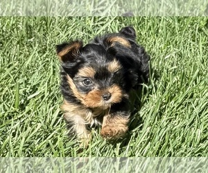 Yorkshire Terrier Puppy for sale in OLATHE, KS, USA