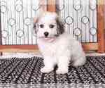 Small Photo #2 Havachon Puppy For Sale in NAPLES, FL, USA