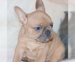 Small Photo #22 French Bulldog Puppy For Sale in WINNSBORO, TX, USA