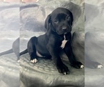 Small Photo #3 American Bandogge mastiff Puppy For Sale in FORT GARLAND, CO, USA