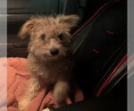 Small #2 Mutt