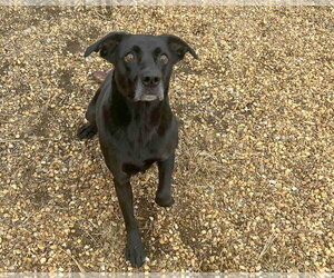Zanny - Female Mutt Dog for Adoption - Photo #3