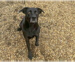 Small Photo #3 Mutt Puppy For Sale in Anniston, AL, USA