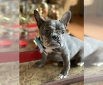 Small Photo #44 French Bulldog Puppy For Sale in BUSHKILL, PA, USA