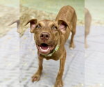 Small #2 Catahoula Leopard Dog Mix