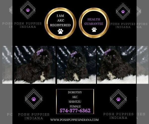 Medium Photo #2 Shih Tzu Puppy For Sale in WARSAW, IN, USA