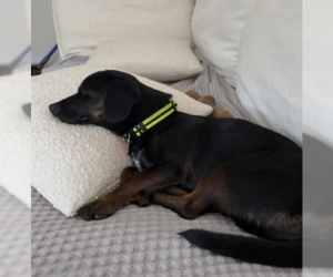 T-Bone - Male Chiweenie Dog for Adoption - Photo #4