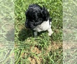 Puppy 3 Goldendoodle