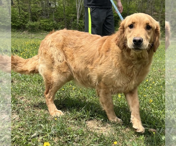 Medium Photo #1 Golden Retriever Puppy For Sale in NEOLA, WV, USA
