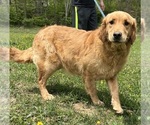 Small Photo #1 Golden Retriever Puppy For Sale in NEOLA, WV, USA