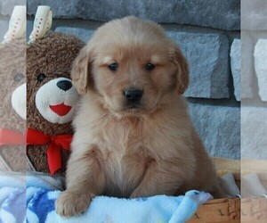 Golden Retriever Puppy for sale in FREDERICKSBURG, OH, USA