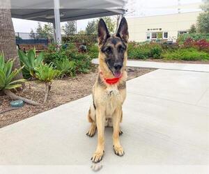 German Shepherd Dog Dogs for adoption in Orange, CA, USA