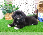 Small #2 Shih Tzu